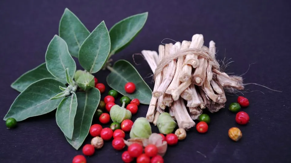 Adaptógenos y sus propiedades en los suplementos cardomax